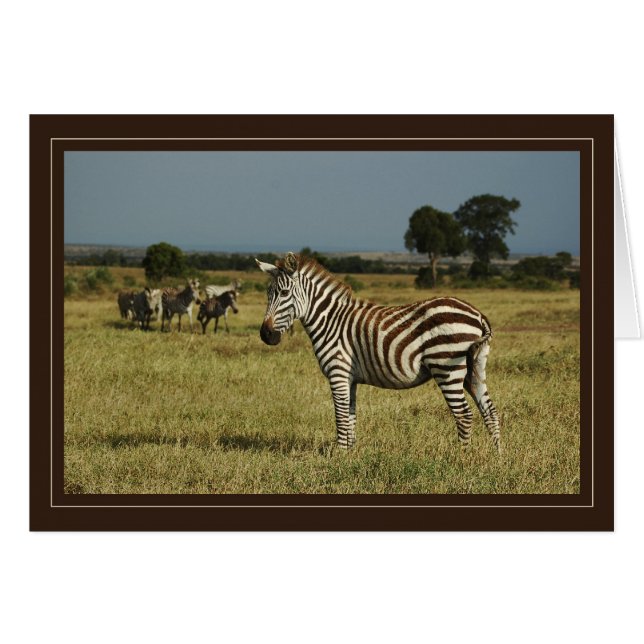 Zebra safari-kaarten (Voorkant Horizontaal)