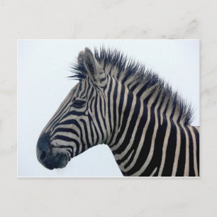 Zebra Safari Schattig Afrikaans Klasse Strepen Briefkaart