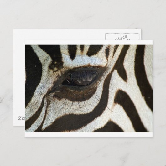 Zebra schattig sereen afbeelding briefkaart (Voorkant / Achterkant)