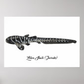 Zebra Shark (juveniel) Poster (Voorkant)