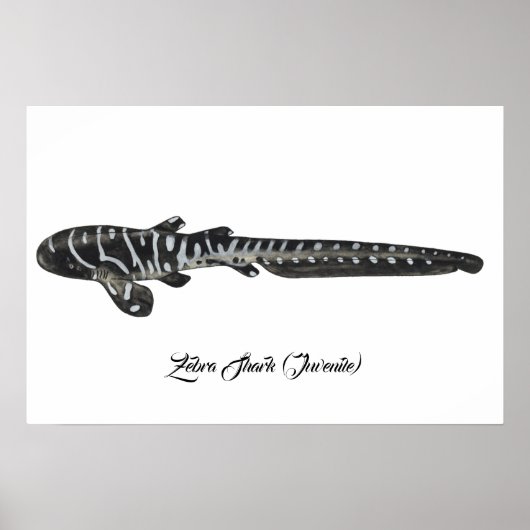 Zebra Shark (juveniel) Poster (Voorkant)