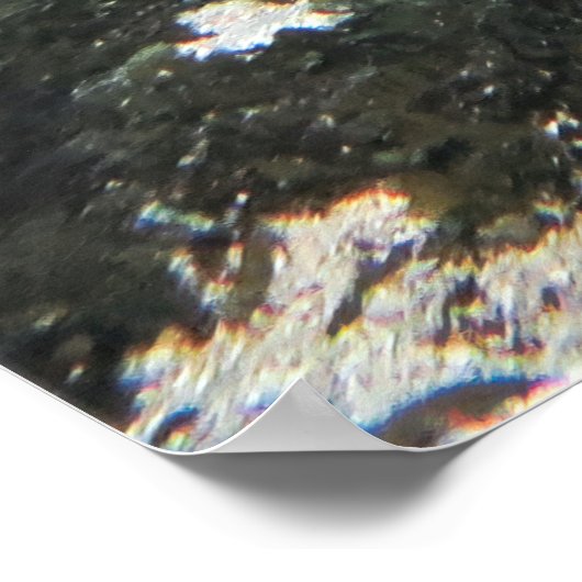 Zebra Shark Poster (Hoek)