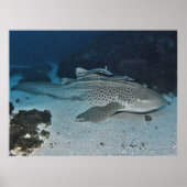 Zebra Shark Poster (Voorkant)