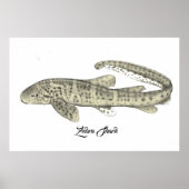 Zebra Shark Poster (Voorkant)
