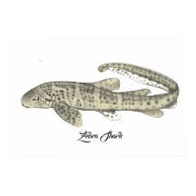Zebra Shark