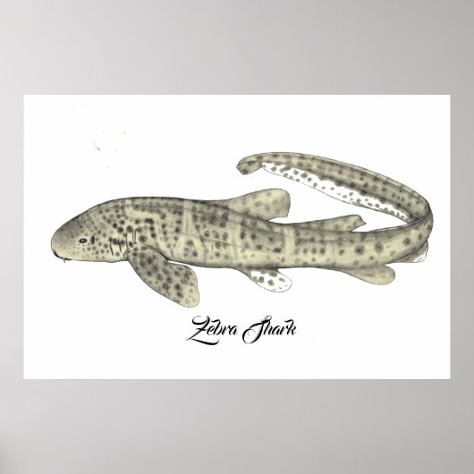 Zebra Shark Poster (Voorkant)