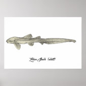 Zebra Shark [volwassen] Poster (Voorkant)