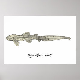 Zebra Shark [volwassen] Poster