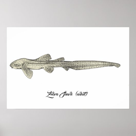 Zebra Shark [volwassen] Poster (Voorkant)