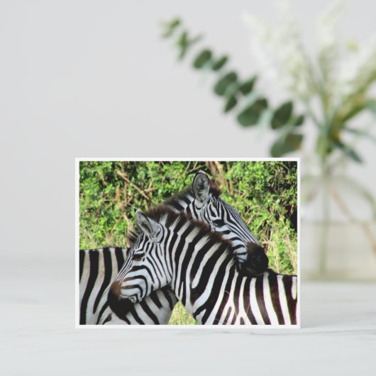 zebra-snuggle briefkaart (Staand voorkant)