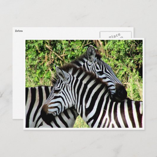 zebra-snuggle briefkaart (Voorkant / Achterkant)