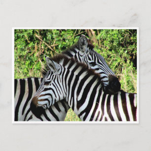 zebra-snuggle briefkaart