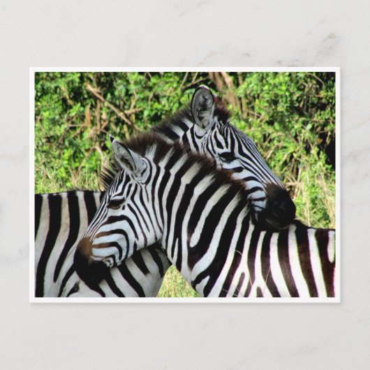 zebra-snuggle briefkaart (Voorkant)
