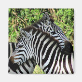 zebra-snuggle magneet (Voorkant)