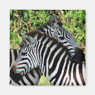 zebra-snuggle magneet