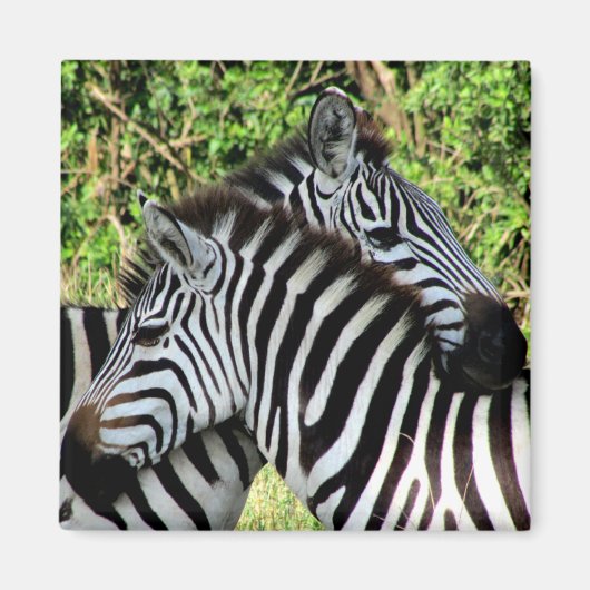zebra-snuggle magneet (Voorkant)