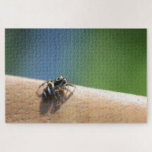 Zebra Spider Puzzle