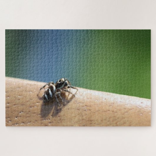 Zebra Spider Puzzle Legpuzzel (Horizontaal)