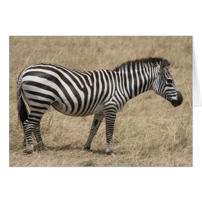 zebra standaard (Voorkant Horizontaal)