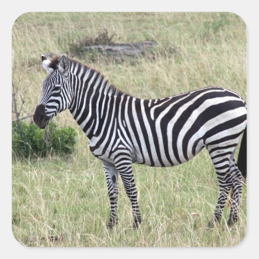 zebra standaard vierkante sticker (Voorkant)