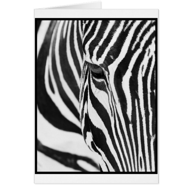 Zebra Stare (Voorkant)