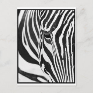 Zebra Stare Briefkaart