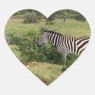Zebra Sticker