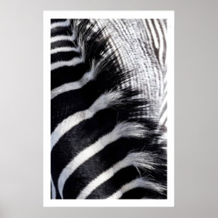 Zebra Streep Muur Kunst Moderne Dierenprint Poster