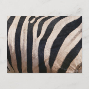Zebra Strepen Zwart en Wit Briefkaart