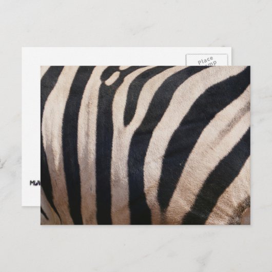 Zebra Strepen Zwart en Wit Briefkaart (Voorkant / Achterkant)