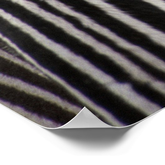 Zebra Stripe Patroon en oog Poster (Hoek)