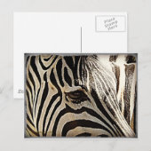 Zebra "Stripes" Briefkaart (Voorkant / Achterkant)