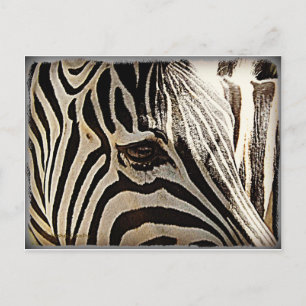 Zebra "Stripes" Briefkaart