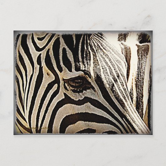 Zebra "Stripes" Briefkaart (Voorkant)