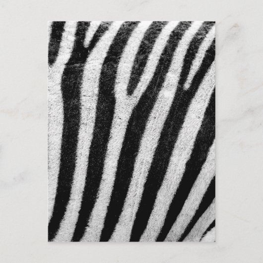 Zebra Stripes Briefkaart (Voorkant)