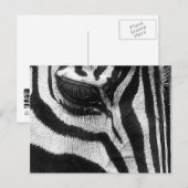 Zebra Stripes Briefkaart (Voorkant / Achterkant)