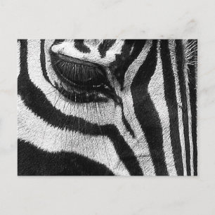 Zebra Stripes Briefkaart