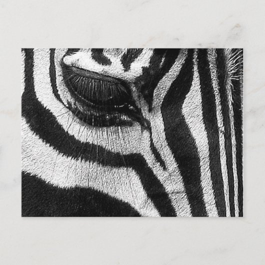 Zebra Stripes Briefkaart (Voorkant)