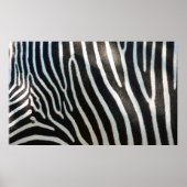 Zebra Stripes Poster (Voorkant)
