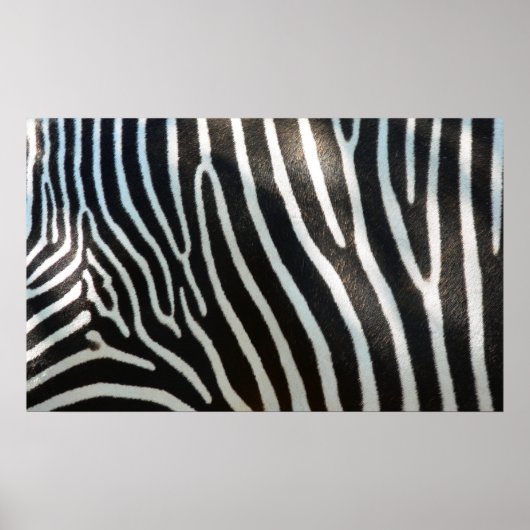 Zebra Stripes Poster (Voorkant)
