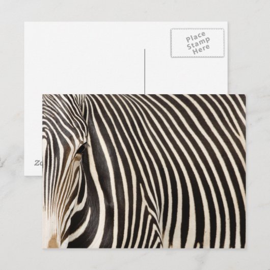 Zebra strips briefkaart (Voorkant / Achterkant)
