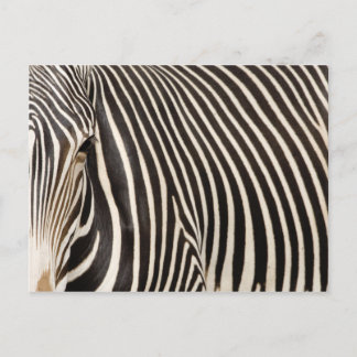 Zebra strips briefkaart