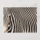 Zebra strips briefkaart (Voorkant)