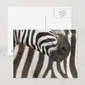 Zebra strips briefkaart (Voorkant / Achterkant)