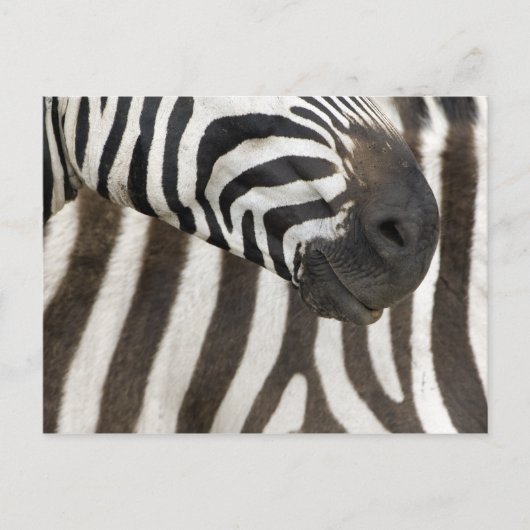 Zebra strips briefkaart (Voorkant)