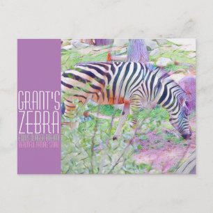 Zebra subsidie [Briefkaart] Briefkaart