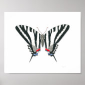 Zebra Swallowtail Butterfly Fine Art Print (Voorkant)