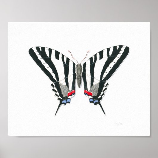 Zebra Swallowtail Butterfly Fine Art Print (Voorkant)