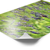 Zebra Swallowtail Butterfly in a Lavender Field Foto Afdruk (Hoek)