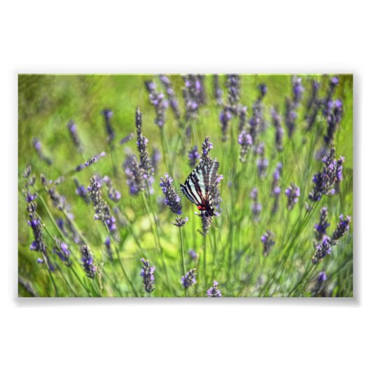 Zebra Swallowtail Butterfly in a Lavender Field Foto Afdruk (Voorkant)